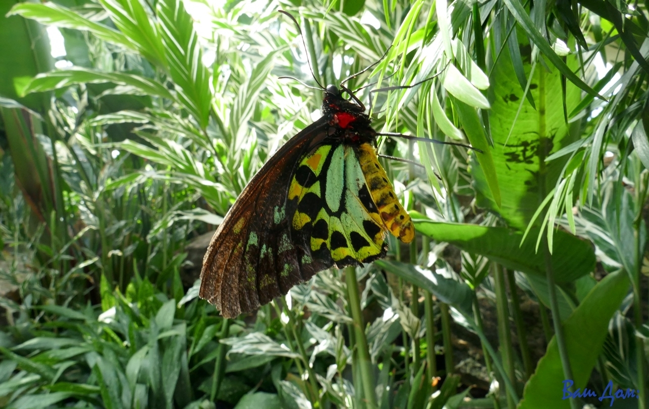 Бабочки P1210254