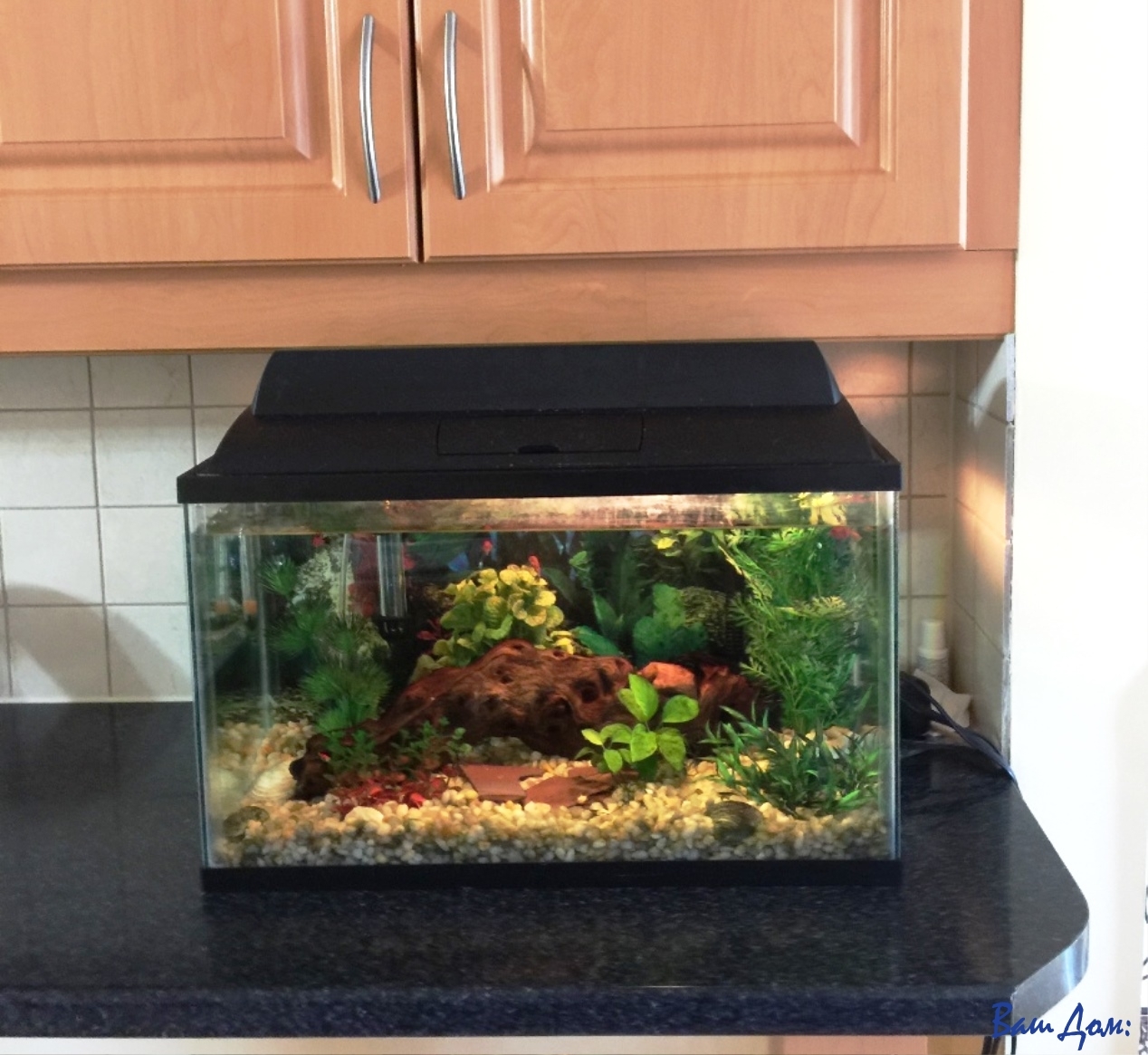Домашний аквариум (2)