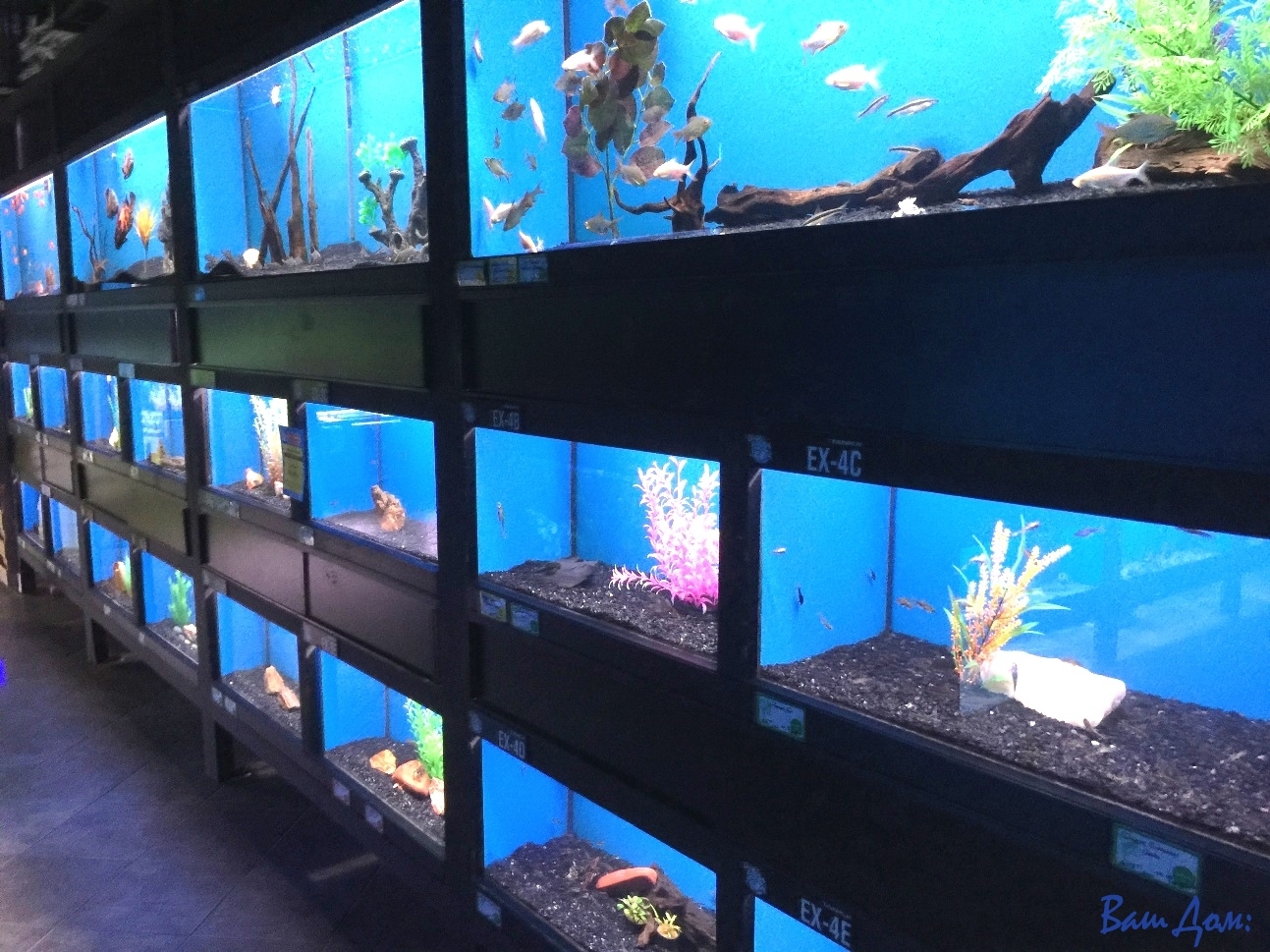 Домашний аквариум (4)