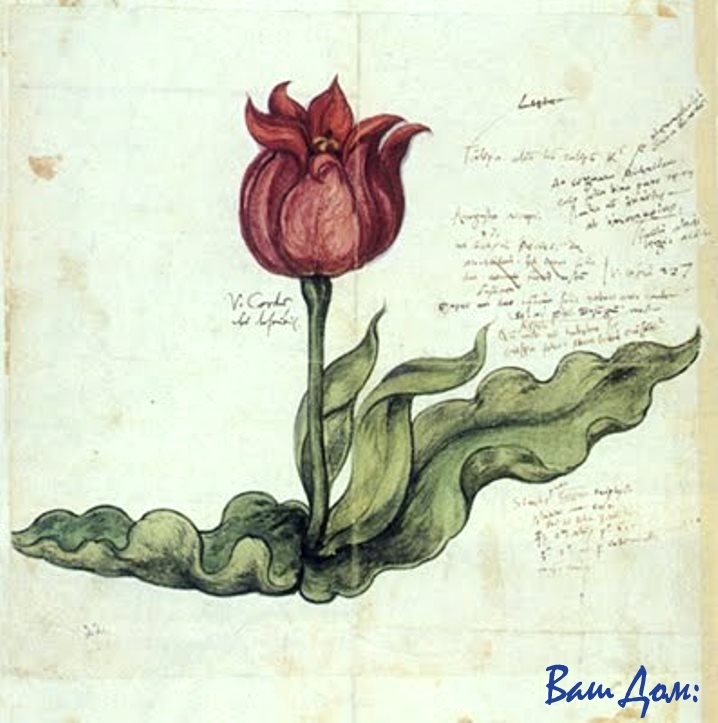 тюльпаны в живописи. Аугбургский тюльпан 1561