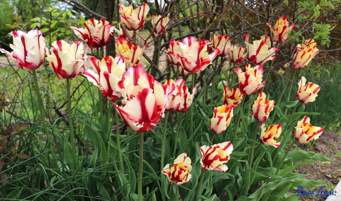 тюльпаны IMG_6391